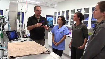 Baby Kakapo: Bird Gets World-first Brain Surgery