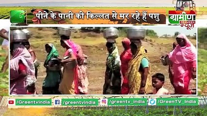 अमेरिकी केसर उगाकर बन गए मालामाल -  Kisan Bulletin 09 May 2019 | Grameen News