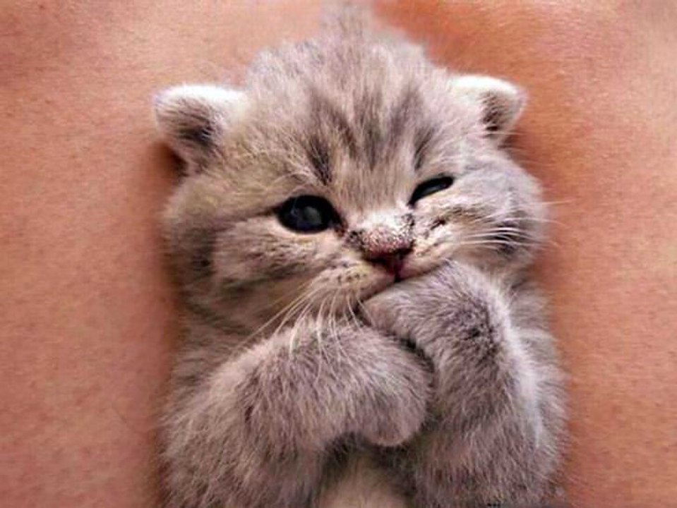Sweet kitten