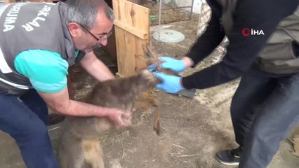 HES kanalından kurtarılan karacalar doğaya salındı