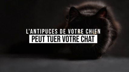 Attention : l'antipuces de votre chien peut tuer votre chat