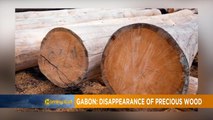 Gabon : des conteneurs de bois disparaissent au port d'Owendo [Morning Call]