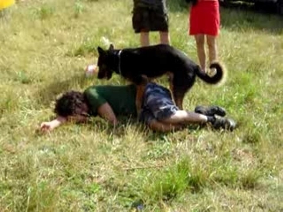 cztek 05 suite de la rencontre entre le chien et le perché