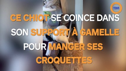 Ce chien se coince dans son support de gamelle...