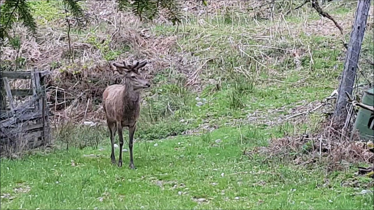 Un cerf de 4 ans récupéré par un Vosgien de Ventron