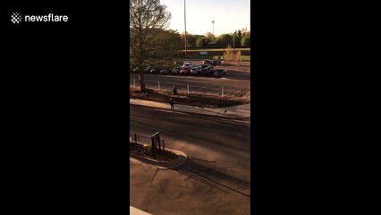 US Goose attacks anyone that approaches it