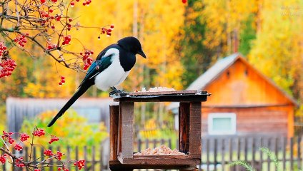 Beautiful Nature: Magpies