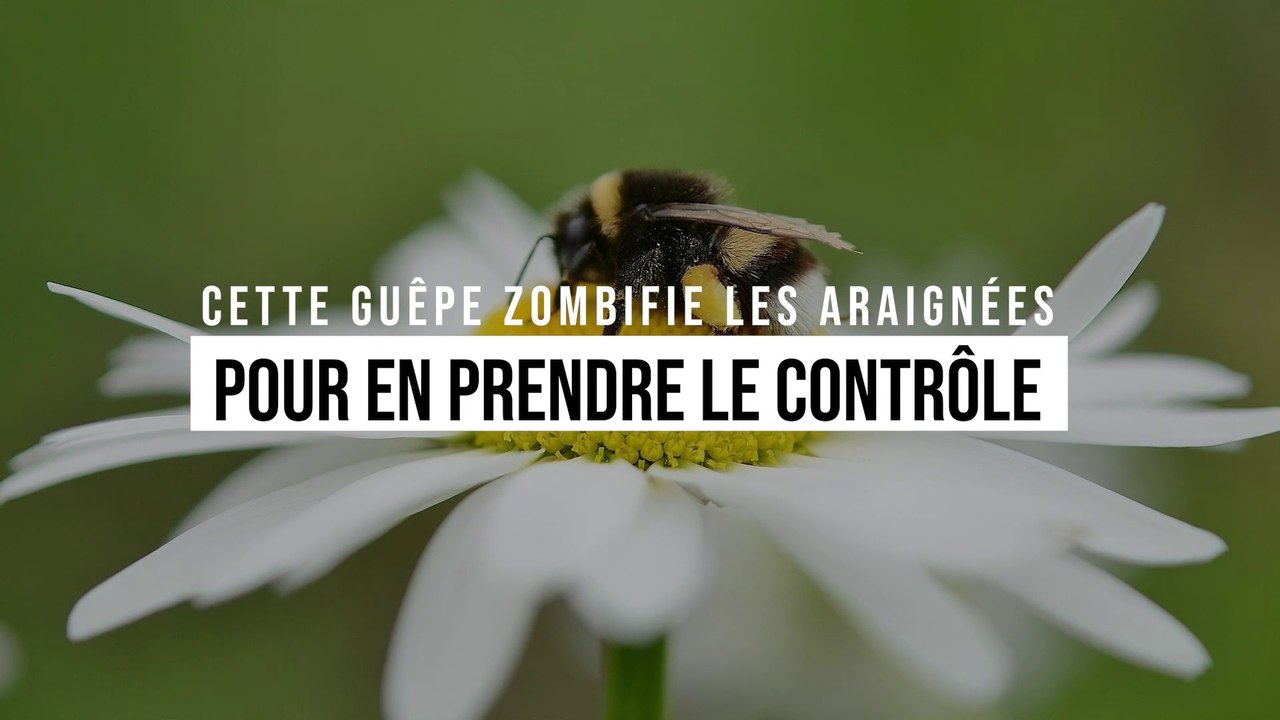 Cette guêpe transforme les araignées en esclaves zombies