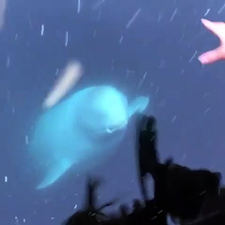 Quand les animaux sont plus gentils que les humains