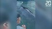 Ils affrontent la tempête pour sauver une baleine - Le Rewind du Jeudi 09 Mai 2019
