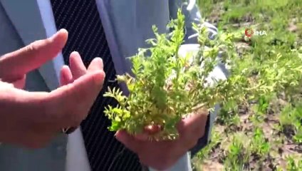 Aşırı Yağışlar Garzan Ovası'ndaki Tarım Alanlarını Vurdu