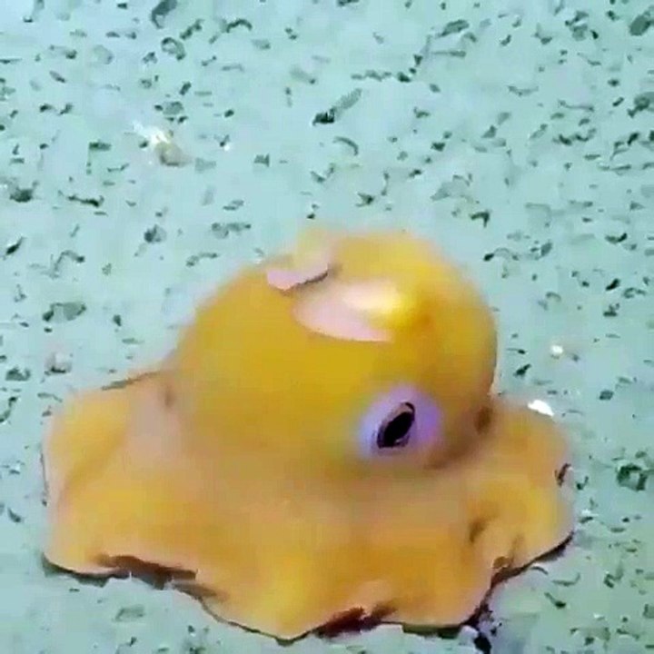 Cette pieuvre est timide et se cache avec ses tentacules dès qu'elle voit la caméra. Adorable !