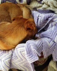 La maman de ce chien l'a surpris en train de déguster un poisson. Regardez sa réaction !!