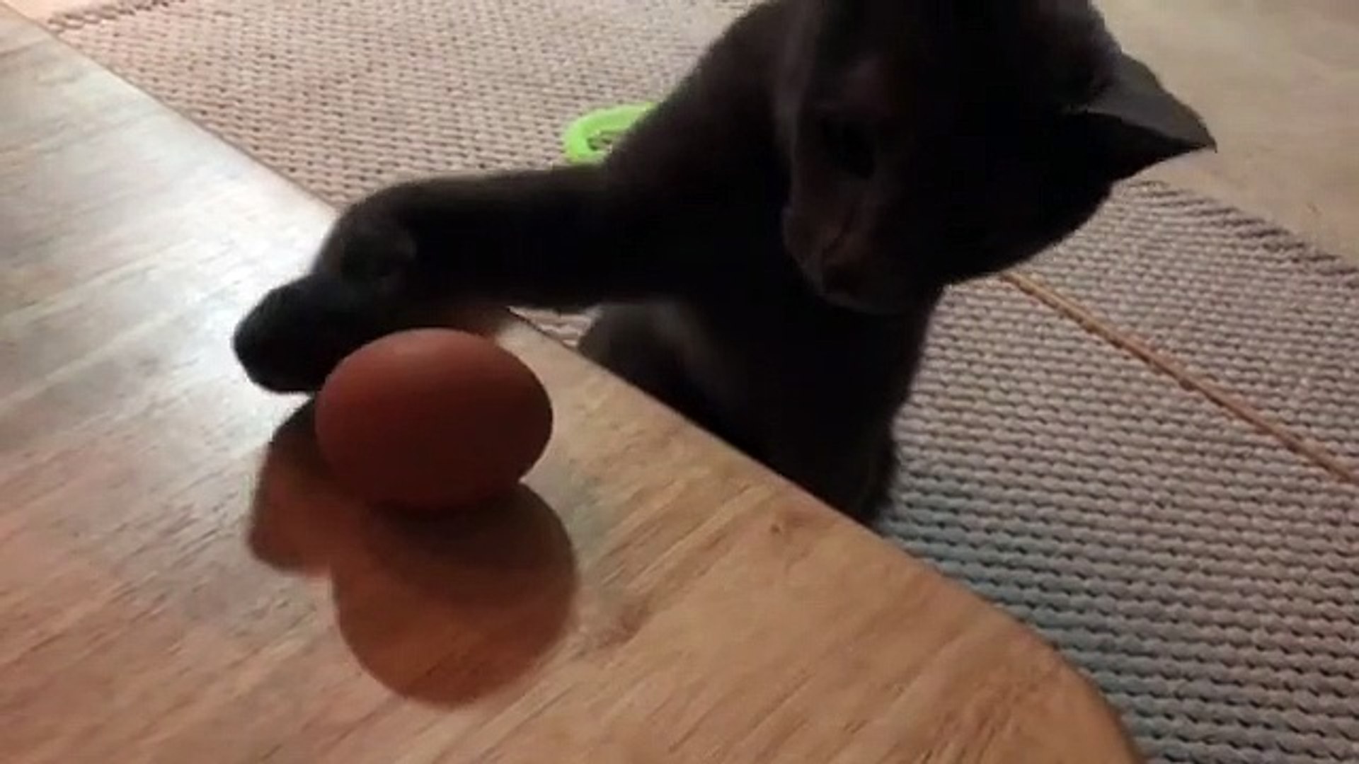 Quand Un Chat Est Obsede Par Un œuf Trop Marrant Video Dailymotion