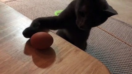 Quand un chat est obsédé par un œuf. Trop marrant !