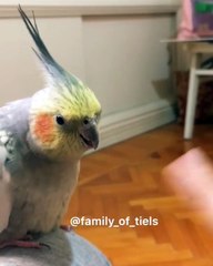 Quand un perroquet est trop paresseux pour se battre, voici ce que ça donne !