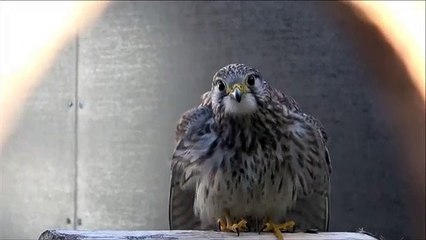 Cette crécerelle est arrivée paraplégique. Il n'est pas encore parfait, mais il est alerte. Très émouvant !