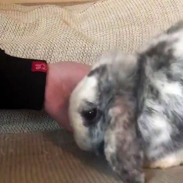 Ce lapin adore lécher les mains de son papa. Trop mimi !