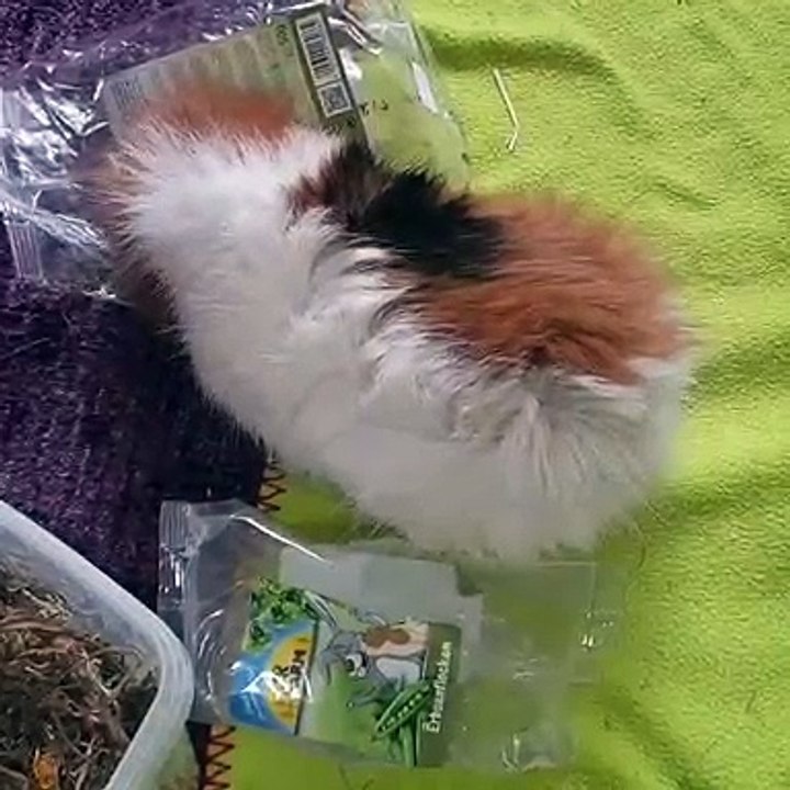 Quand un cochon d'Inde est affamé et impatient de manger. Hilarant !