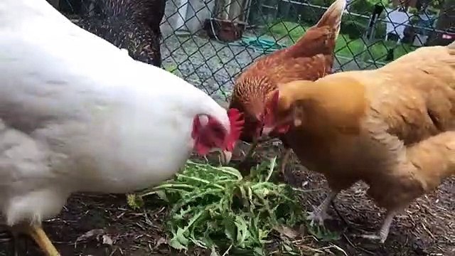 Ces poulets se disputent pour des pissenlits. Trop drôle !