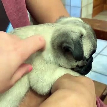 Cet adorable chiot a le hoquet au cabinet du veterinaire. Trop chou !