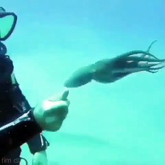 Bébé poulpe aime beaucoup jouer avec les plongeurs !