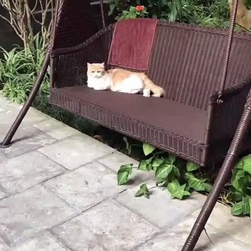 Ce chat n'aime pas quand on lui amène pas à manger. Hilarant !
