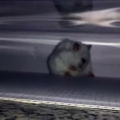 Admirez magnifique hamster blanc. Trop beau !