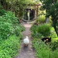 D'adorables canards font leur promenade dans un jardin. Admirez les !