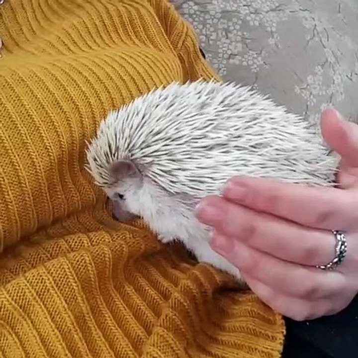 Quand un hérisson essaie de manger tout ce qu'il voit. Trop drôle !