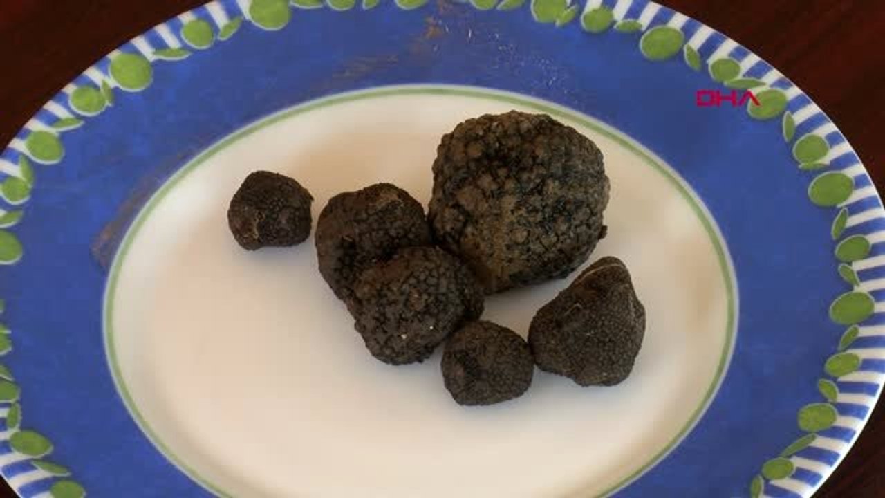 Bursa Kilosu 9 Bin Euroya Kadar Çıkan Trüf Mantarı'nı Lagotto Romagnolo Cinsi Köpekler Buluyor