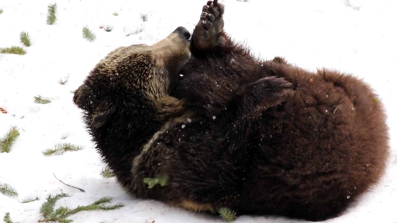 Female Grizzly Bear Plays in Spring Snow