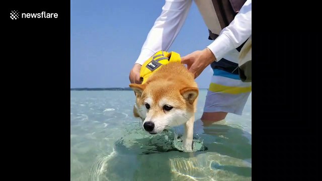 Doggy air paddles when close to water