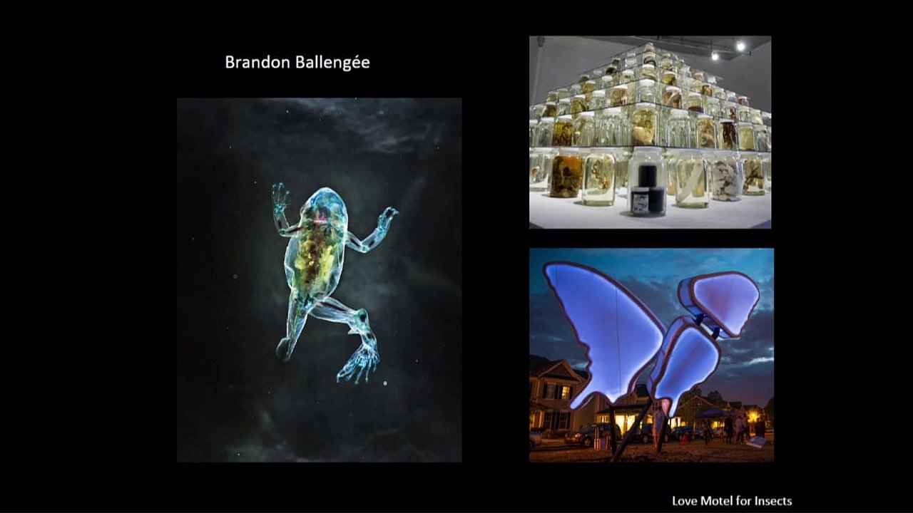 Repenser notre relation à la nature : l'art face à la sixième extinction  (10e partie)