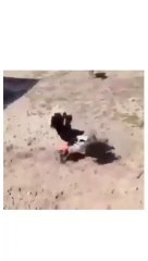 Deve kuşundan dayak yiyen adam )))