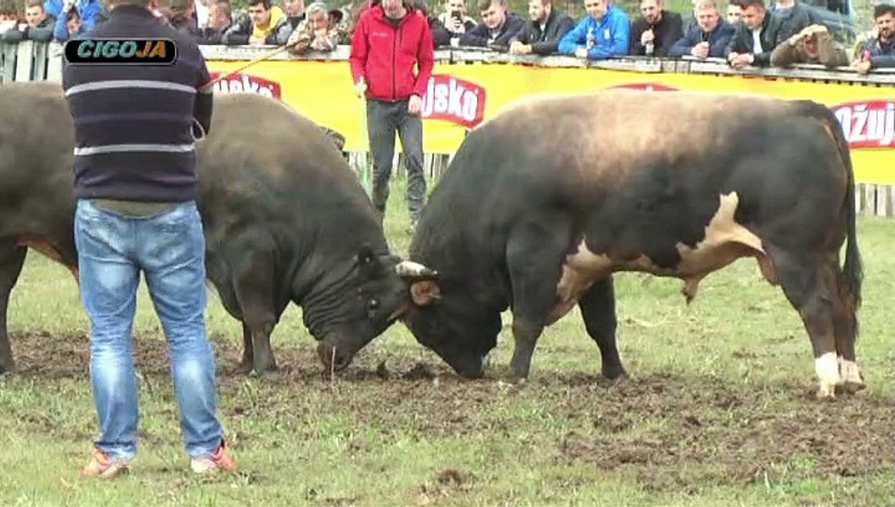 DINAMO VEPAR RAKITNO 2019