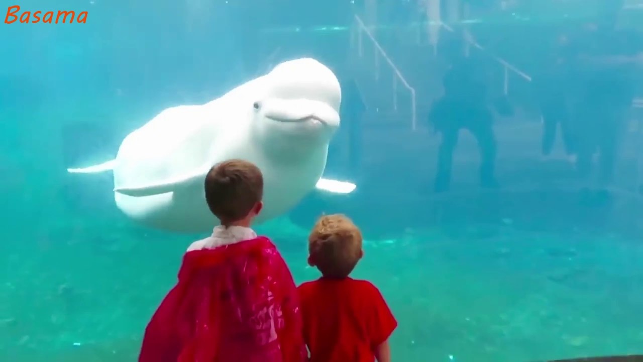 Kids at the zoo - Funny animals / kids