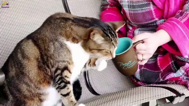 Funny Dogs Acting Like Humans- Animals Behaving like Humans-Compilation 2019