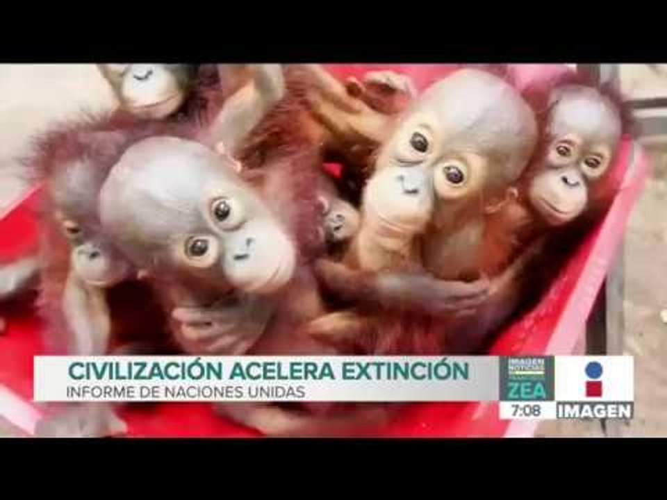 ¡Lamentable! Un millón de especies están en peligro de extinción | Noticias con Francisco Zea