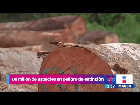 Un millón de especies en peligro de extinción | Noticias con Yuriria Sierra