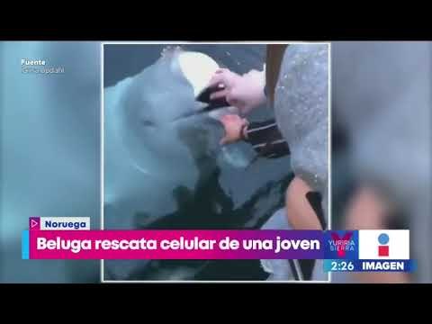 Mujer se mete a fosa de rinocerontes para recuperar su celular | Noticias con Yuriria Sierra