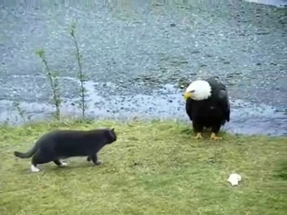 Ce chat chasse un très gros oiseau... un aigle.