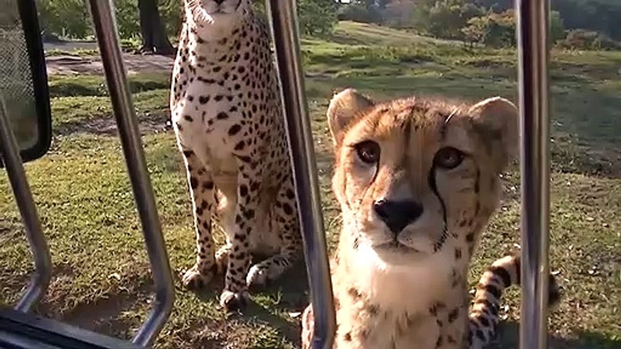 Ces guépards miaulent comme des gros chats... Adorable