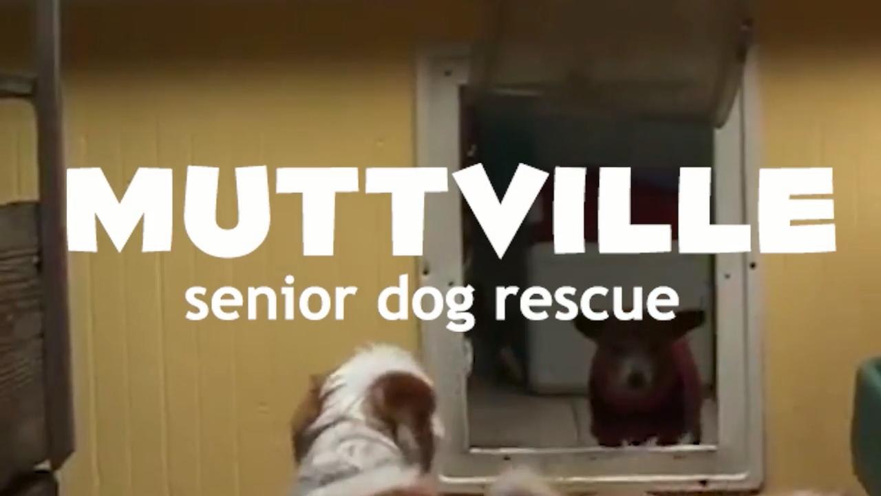 Muttville_Dog_Rescue
