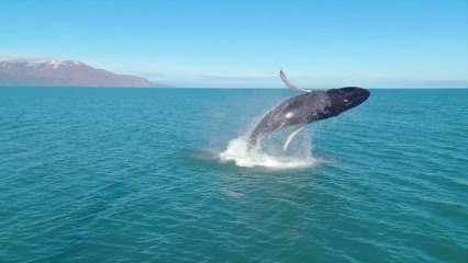 We're Mesmerized By This Footage of Whales Breaching