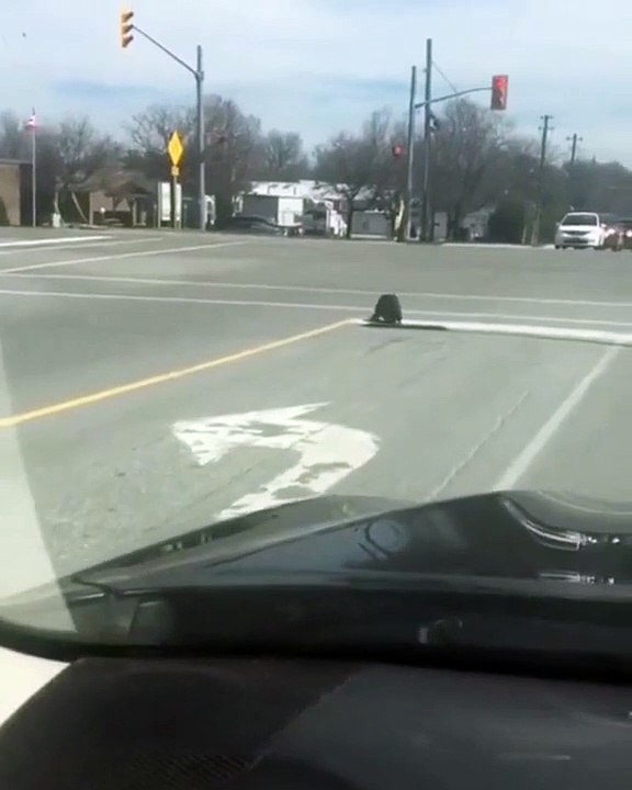 Quand des automobilistes laissent passer un castor à un feu rouge... Bienvenue au Canada