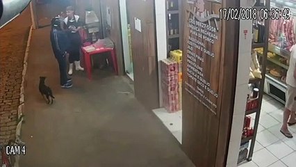 Le vol de brochette le plus drôle. Chien furtif et très malin