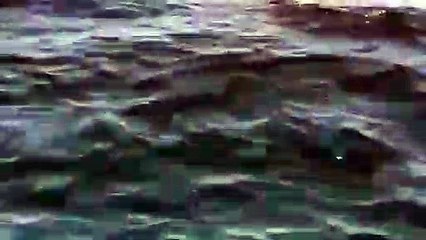 Un grand requin blanc rend visite à des pécheurs à Pensacola. Incroyable