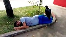 Quand un vautour vient se poser sur un homme qui dort. Mauvais signe