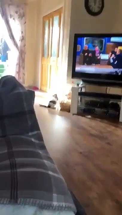 Ce chat grimpe comme Spiderman au mur